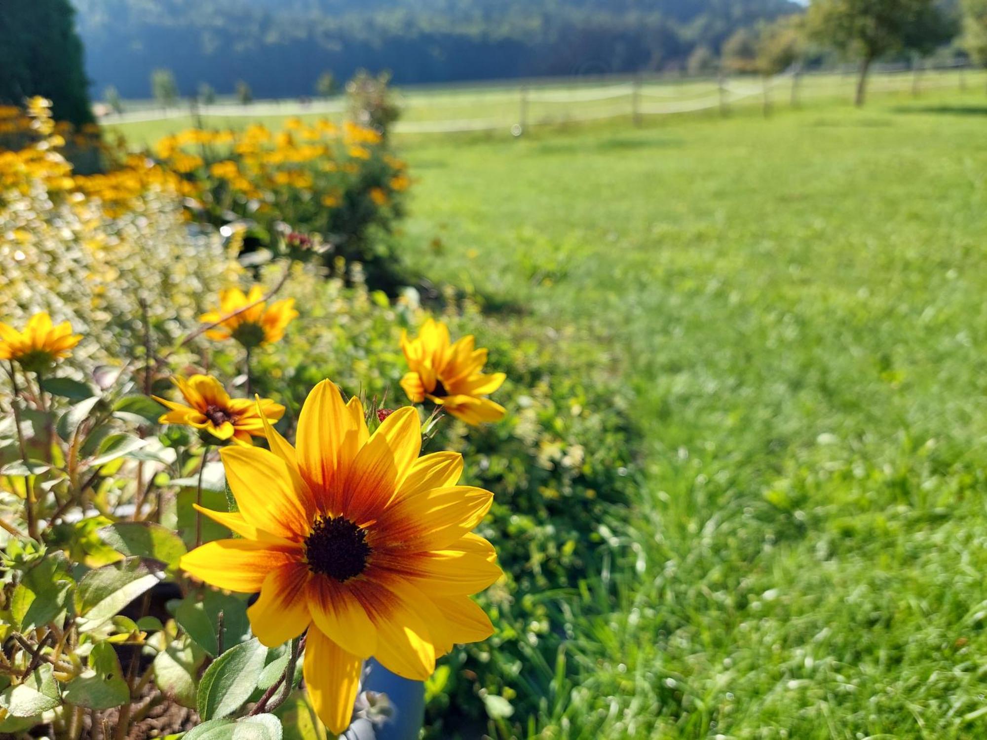 Die Sonnenblume Ξενοδοχείο Sankt Kanzian am Klopeiner See Εξωτερικό φωτογραφία