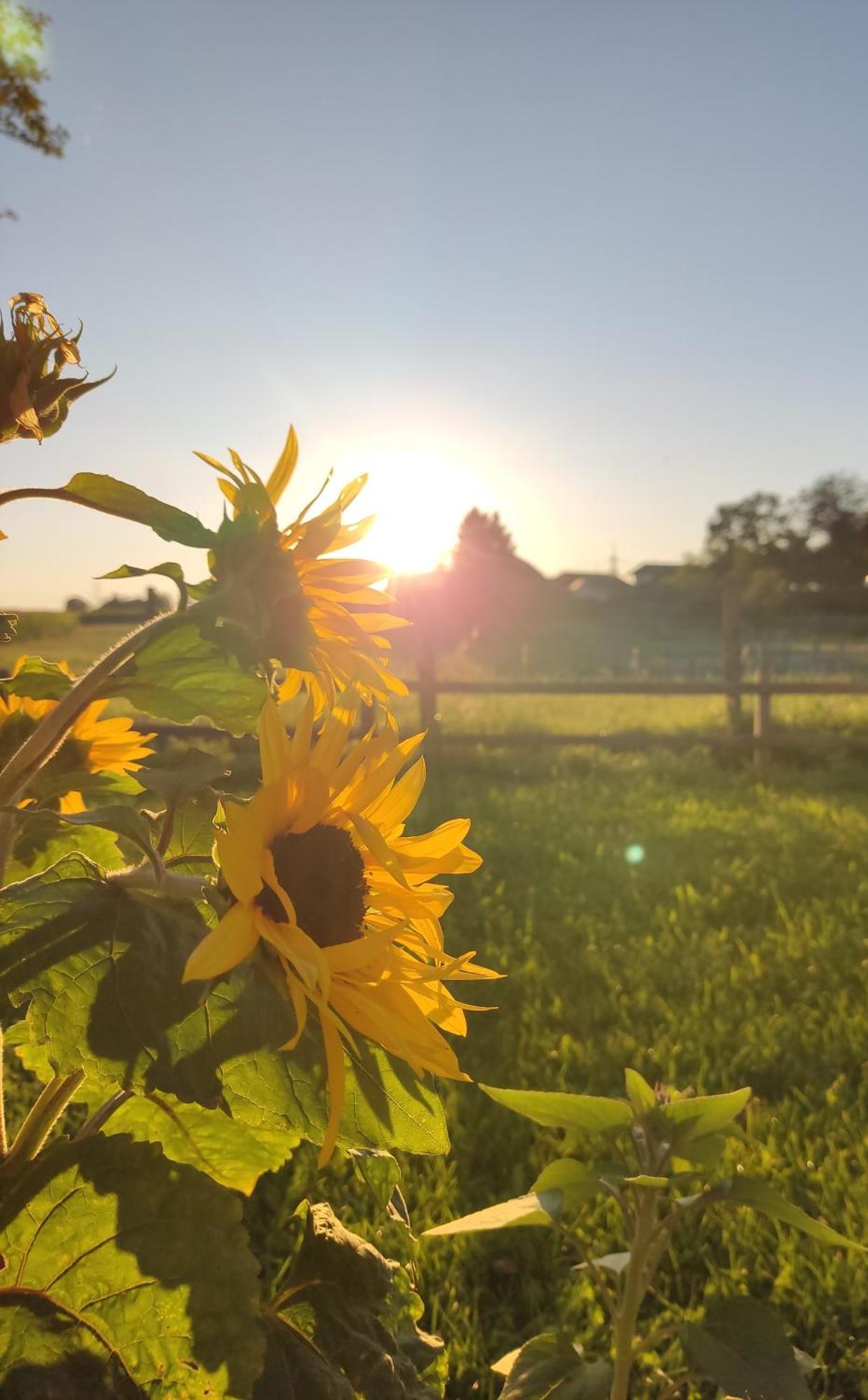 Die Sonnenblume Ξενοδοχείο Sankt Kanzian am Klopeiner See Εξωτερικό φωτογραφία